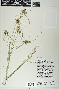 Cyperus fendlerianus image