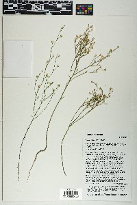 Linum aristatum image