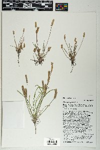 Plantago argyraea image