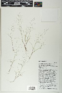 Muhlenbergia minutissima image