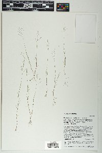 Muhlenbergia minutissima image