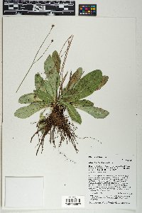 Hieracium fendleri image