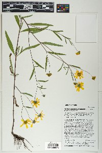 Heliomeris longifolia var. longifolia image