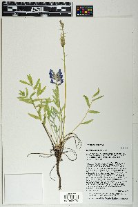 Oxytropis lambertii image