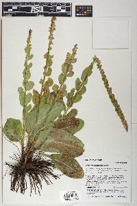 Synthyris plantaginea image