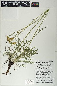 Hymenopappus mexicanus image