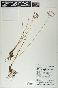 Allium cernuum image