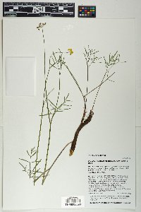 Pseudocymopterus montanus image