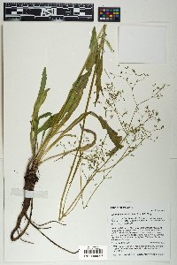 Valeriana edulis image
