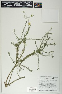 Xanthisma gracile image