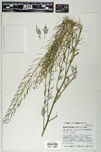 Descurainia obtusa image