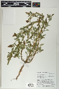 Amaranthus hybridus image