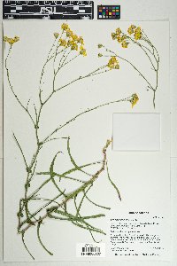 Senecio lemmonii image