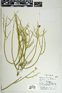Thamnosma montana image
