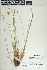 Juncus interior image