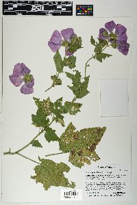 Iliamna grandiflora image