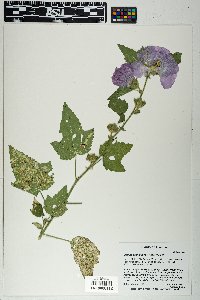 Iliamna grandiflora image