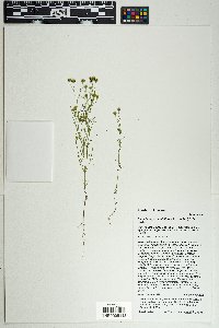 Picradeniopsis multiflora image