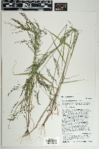 Eragrostis mexicana image