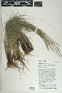 Muhlenbergia wrightii image