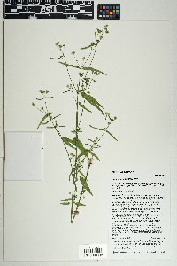 Galinsoga parviflora image