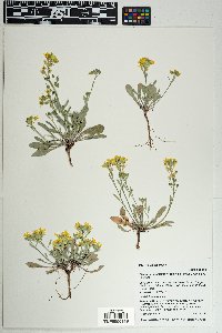 Physaria pinetorum image