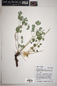Aquilegia chrysantha image