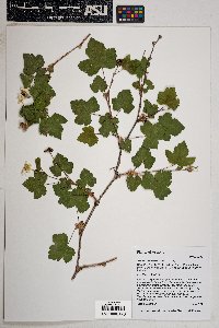 Rubus neomexicanus image