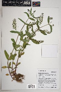 Veronica anagallis-aquatica image