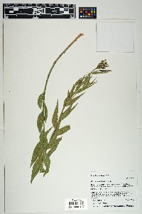 Amsonia palmeri image