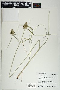 Cyperus fendlerianus image