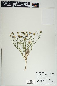 Machaeranthera tagetina image