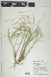 Aristida schiedeana image