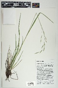 Bromus frondosus image