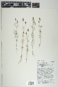 Bidens heterosperma image