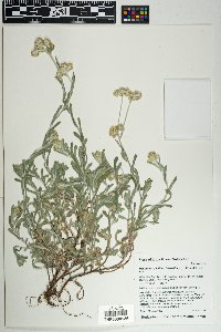Pseudognaphalium luteoalbum image