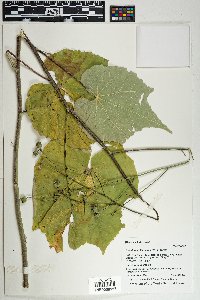 Abutilon mollicomum image