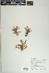 Lewisia brachycalyx image