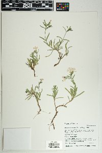Phlox woodhousei image