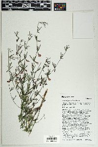 Lotus wrightii image