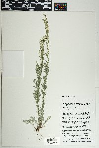 Artemisia carruthii image