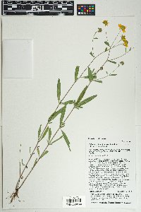 Heliomeris longifolia image