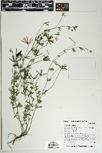 Lotus corniculatus image
