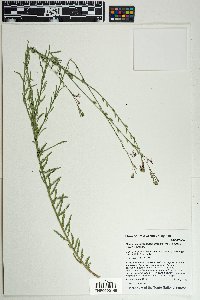 Gaura hexandra subsp. gracilis image