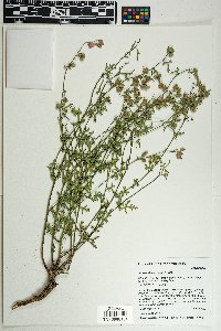 Sphaeralcea rusbyi image