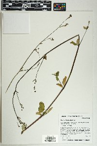 Boerhavia coccinea image