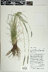 Lycurus setosus image