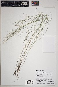 Muhlenbergia pauciflora image