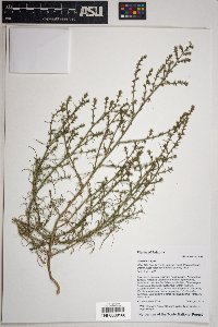Salsola tragus image