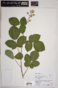 Rubus discolor image